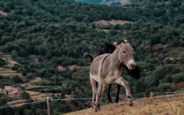 Free stock image of Donkey in the Farm created by Pixabay