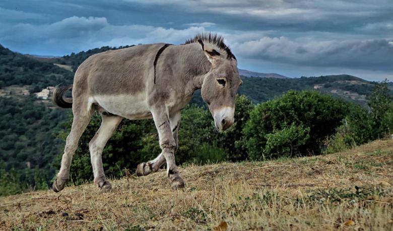 Free stock image of Mountain Donkey created by Pixabay