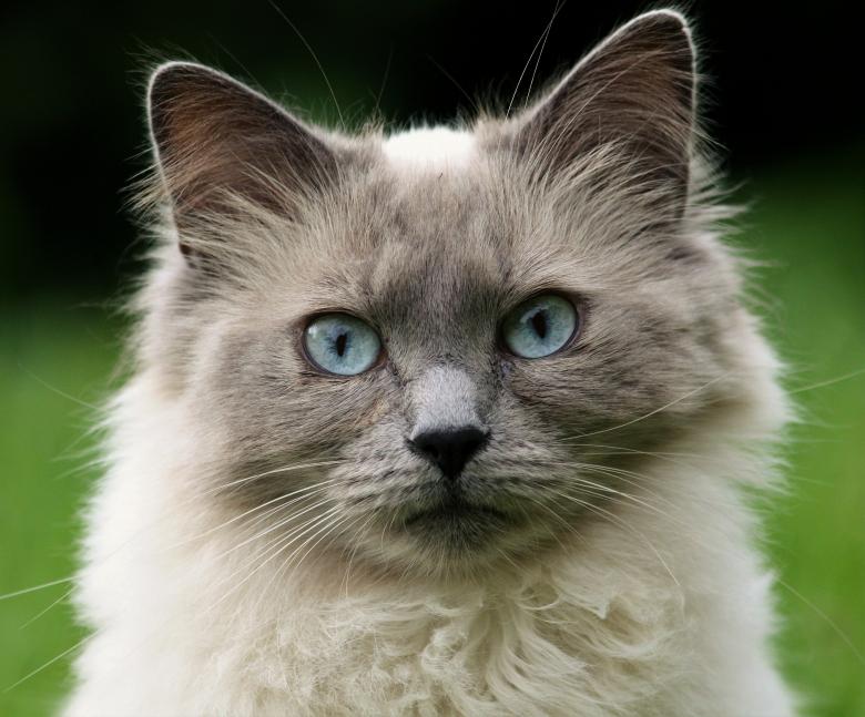 Free stock image of Cat Closeup created by Pixabay