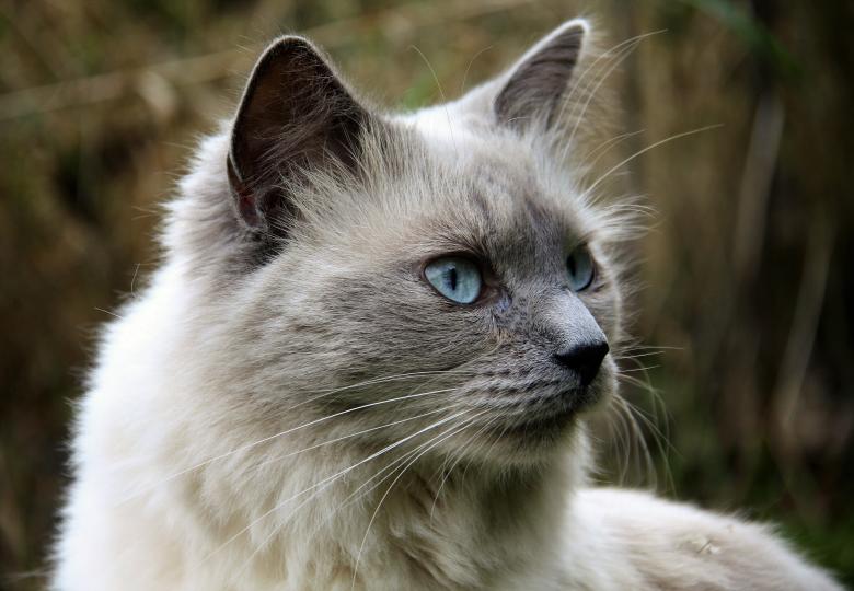 Free stock image of White and Gray Pet Cat created by Pixabay
