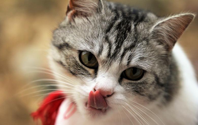 Free stock image of Pet Cat Licking it's Nose created by Pixabay