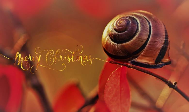 Free stock image of Merry Christmas created by Pixabay