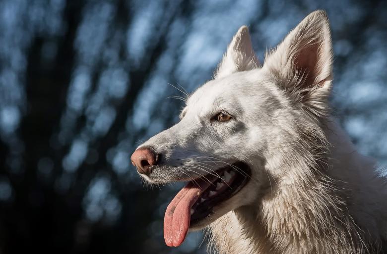 Free stock image of Pet Dog created by Pixabay