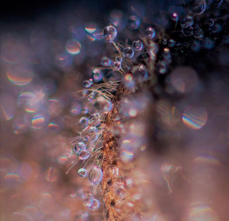Free stock image of Water Droplets created by Pixabay