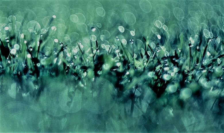 Free stock image of Dew on the Grass created by Pixabay