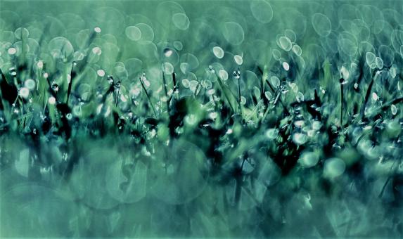 Dew on the Grass - Free Stock Photo