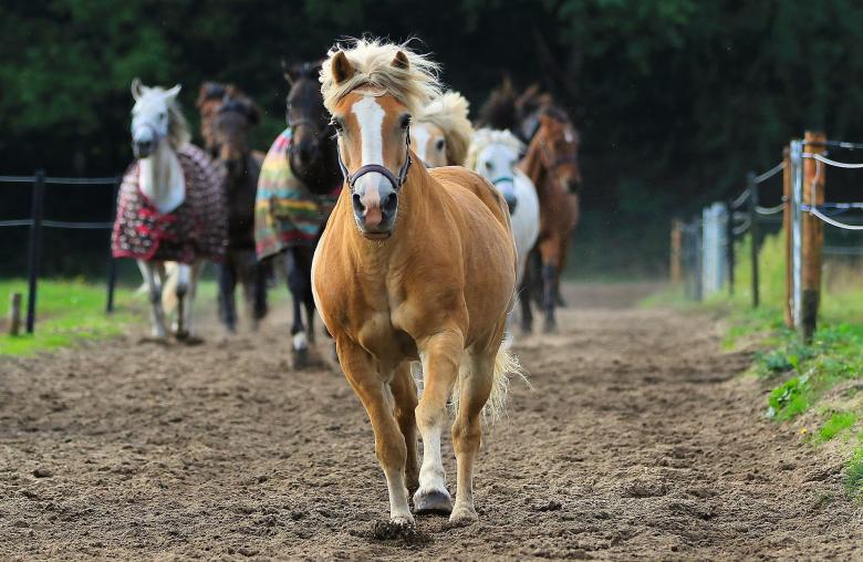 Free stock image of Horses in the Stable created by Pixabay