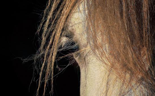Free Stock Photo of Horse Closeup