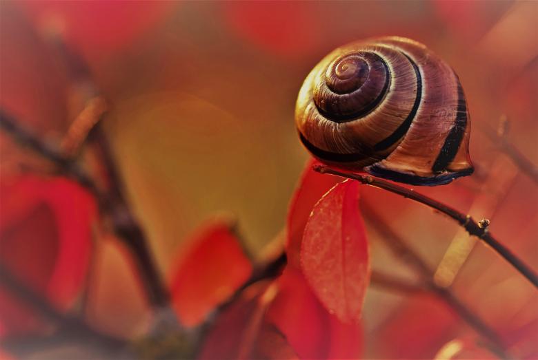 Free stock image of Snail Shell created by Pixabay