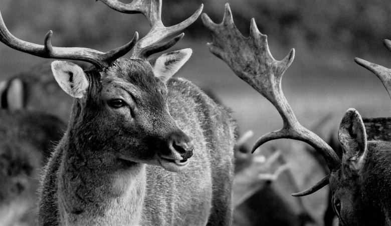 Free stock image of Wild Deer created by Pixabay