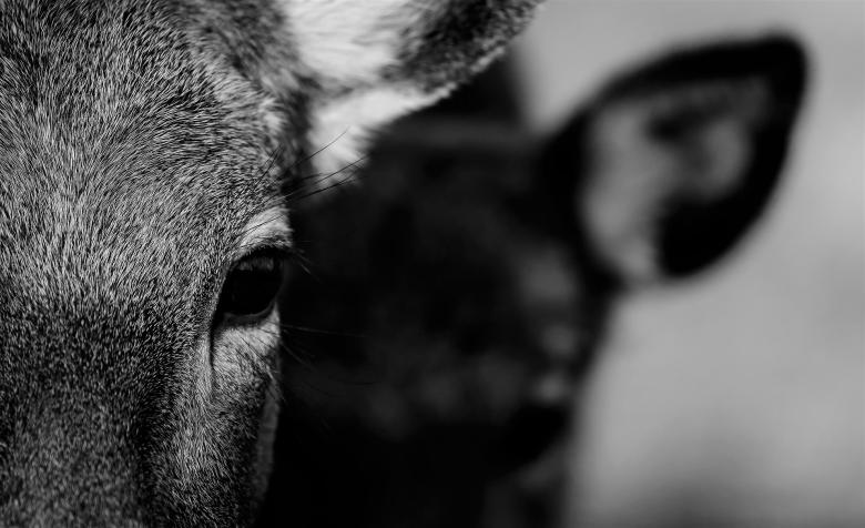 Free stock image of Animal Closeup created by Pixabay