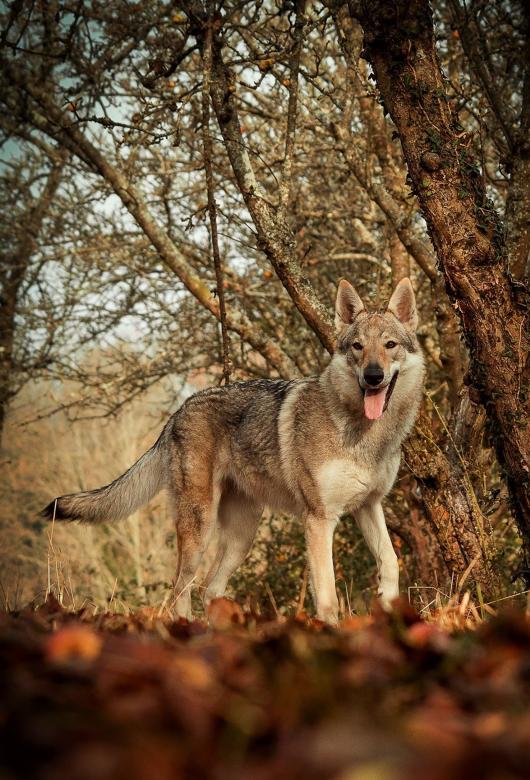 Free stock image of Pet Dog created by Pixabay