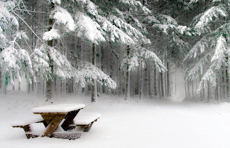 Free stock image of Frozen Jungle created by Pixabay