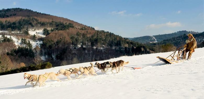 Free stock image of Wolf Ride created by Pixabay