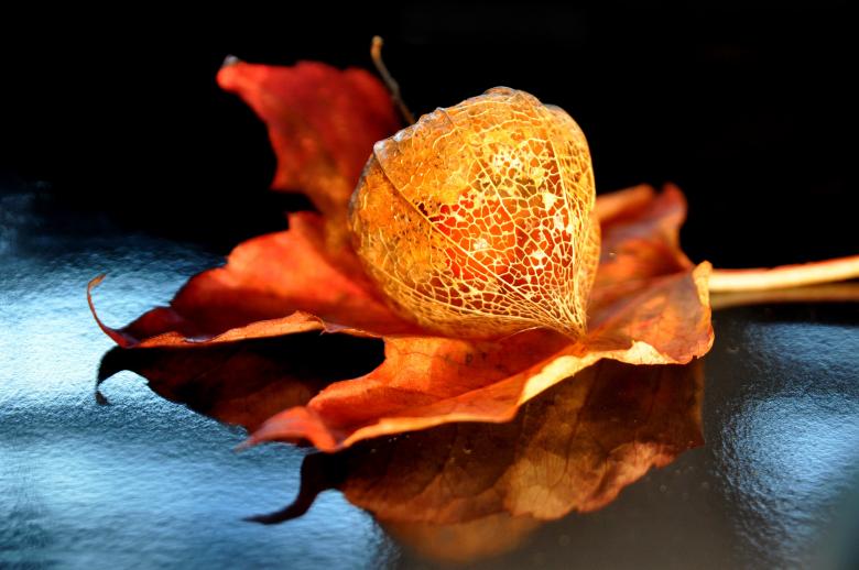 Free stock image of Autumn Photography created by Pixabay