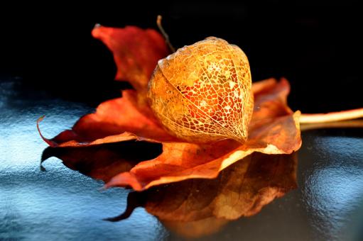 Free Stock Photo of Autumn Photography