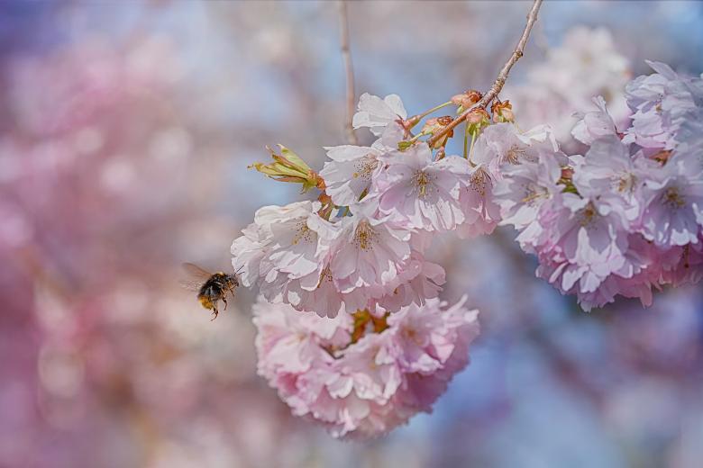 Free stock image of Bee in the Garden created by Pixabay