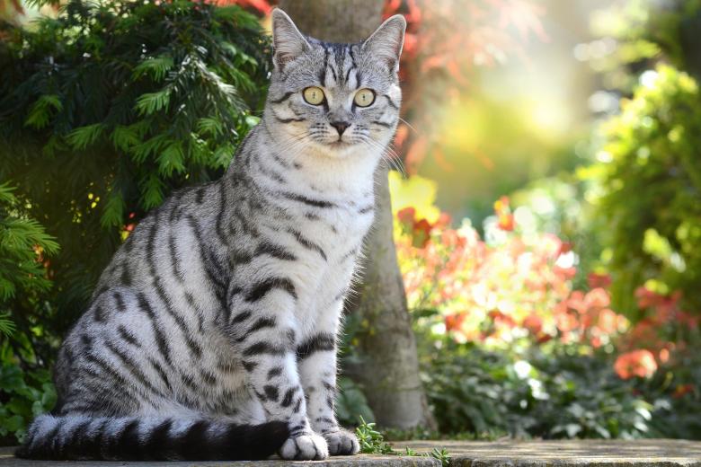 Free stock image of Wild Cat created by Pixabay