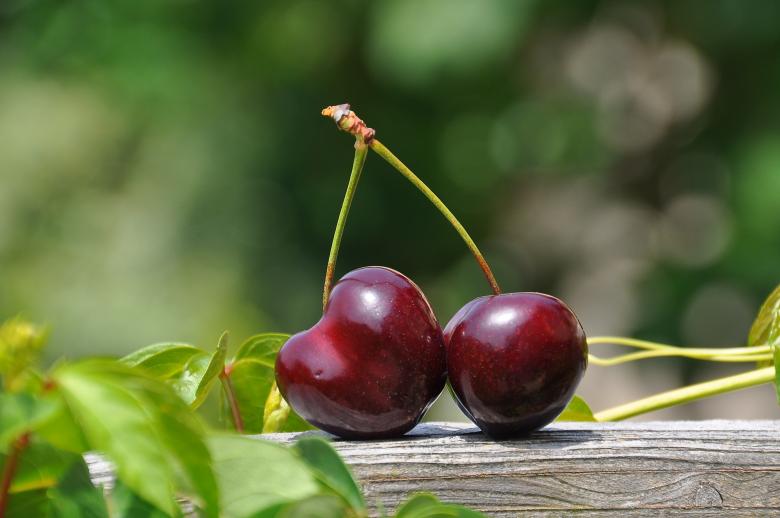 Free stock image of Fresh Cherries created by Pixabay