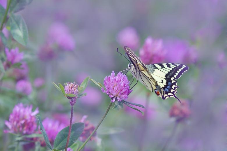 Free stock image of Dovetail on the Flower created by Pixabay