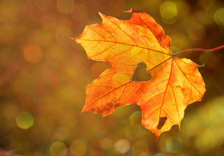 Free stock image of Heart in the Leaf created by Pixabay