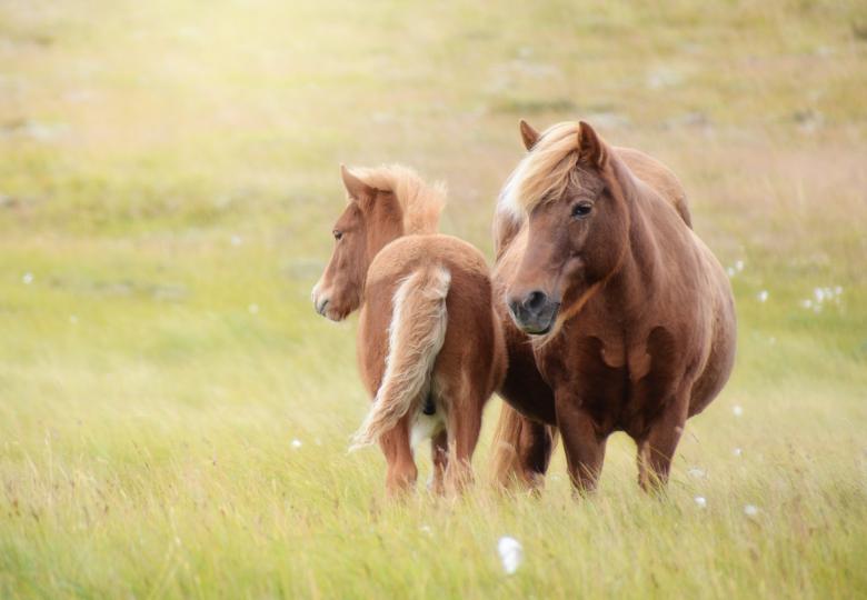 Free stock image of Brown Horses created by Pixabay