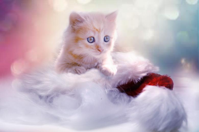 Free stock image of Cute Kitten created by Pixabay