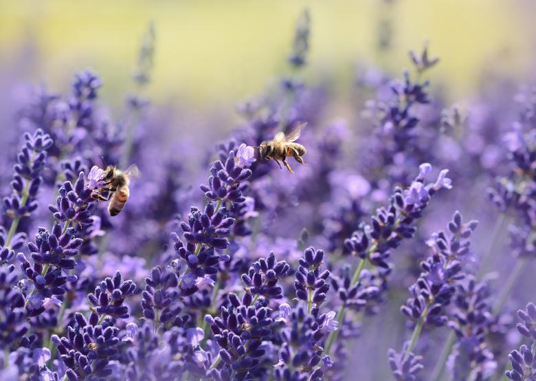 Free stock image of Bees on Lavender created by Pixabay