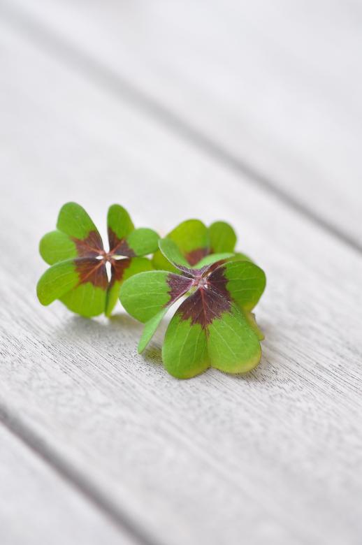 Free stock image of Lucky Clover created by Pixabay