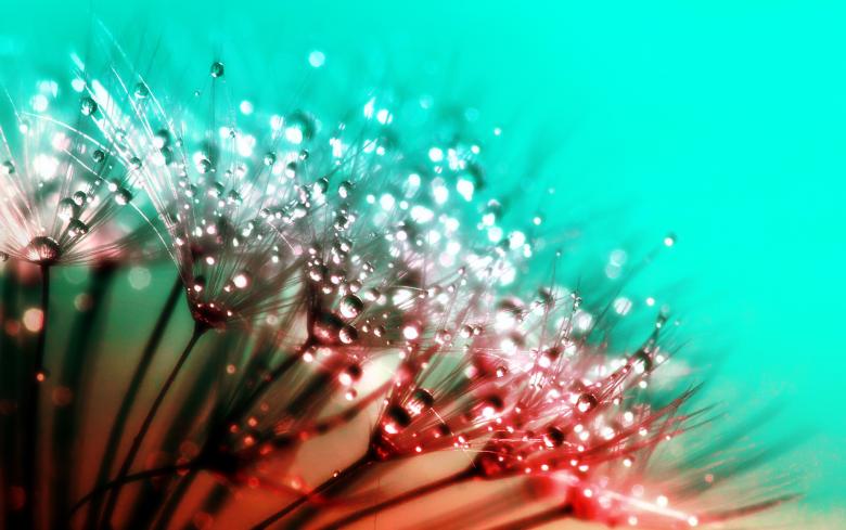 Free stock image of Dew Drops on Dandelions - Abstract created by Jack Moreh