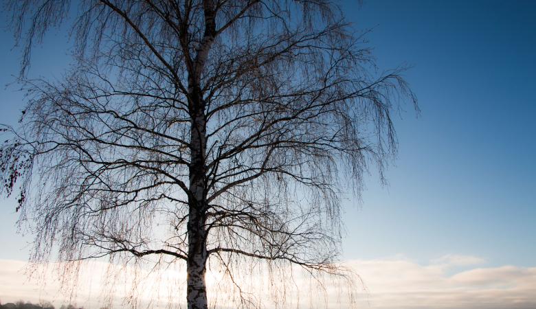 Free stock image of Winter and birch created by Janis Urtans