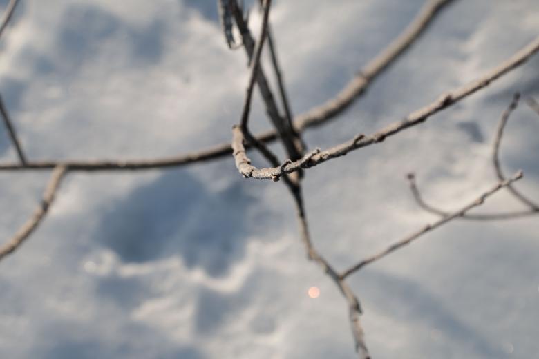 Free stock image of A branch created by Janis Urtans