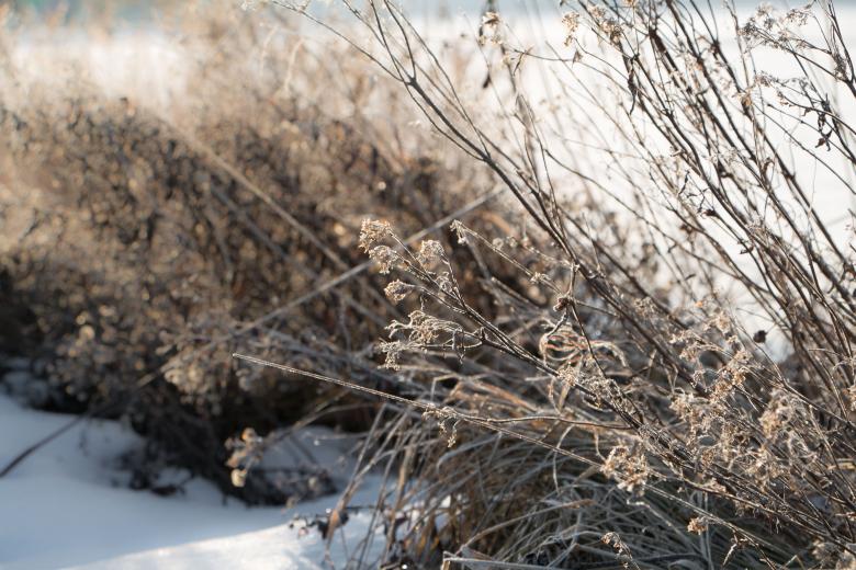 Free stock image of Sun and winter created by Janis Urtans