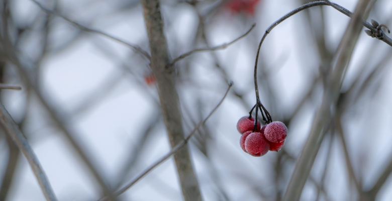 Free stock image of Frozen berries created by Janis Urtans