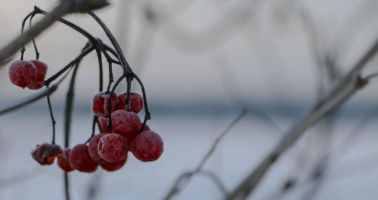 Free stock image of Frozen berries created by Janis Urtans