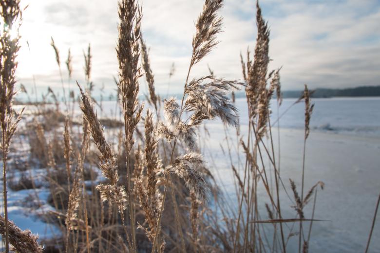 Free stock image of Sun and winter created by Janis Urtans