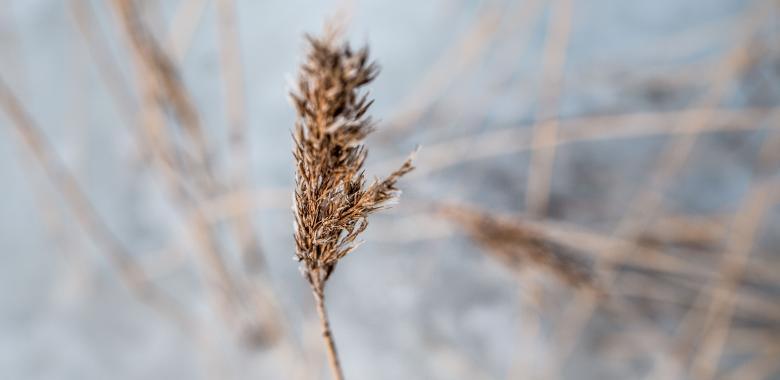 Free stock image of Winter reed created by Janis Urtans