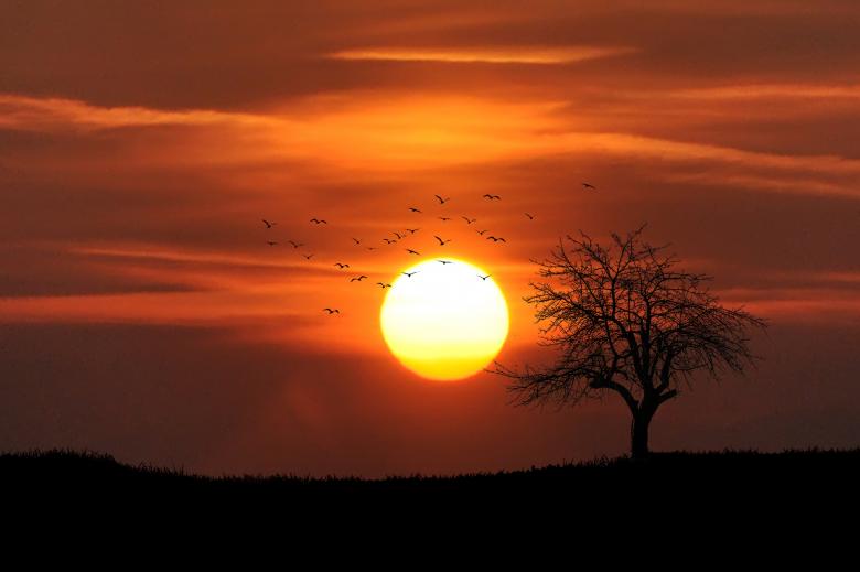 Free stock image of Birds at Sunset created by Pixabay