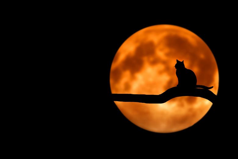Free stock image of Cat on the Tree created by Pixabay