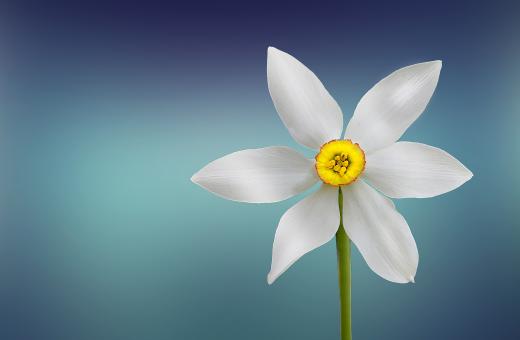 Free Stock Photo of White Flower