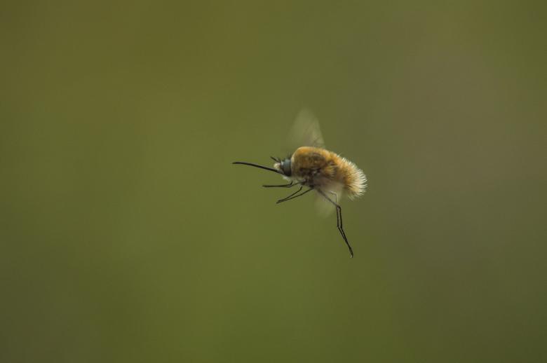 Free stock image of Flying Insect created by Pixabay