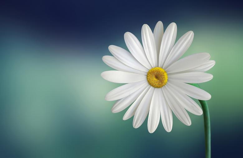 Free stock image of Fresh Marguerite created by Pixabay