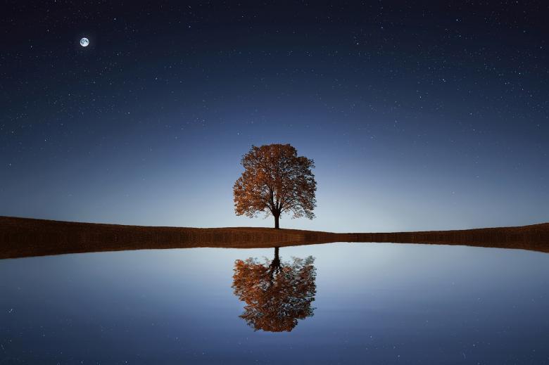 Free stock image of Tree Reflection created by Pixabay