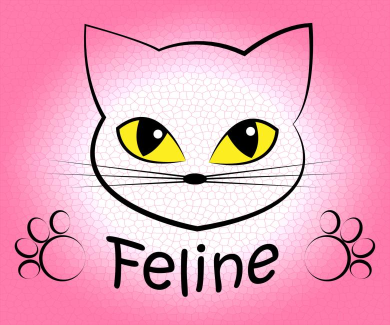 Free stock image of Feline Cat Means Pets Pet And Felines created by Stuart Miles