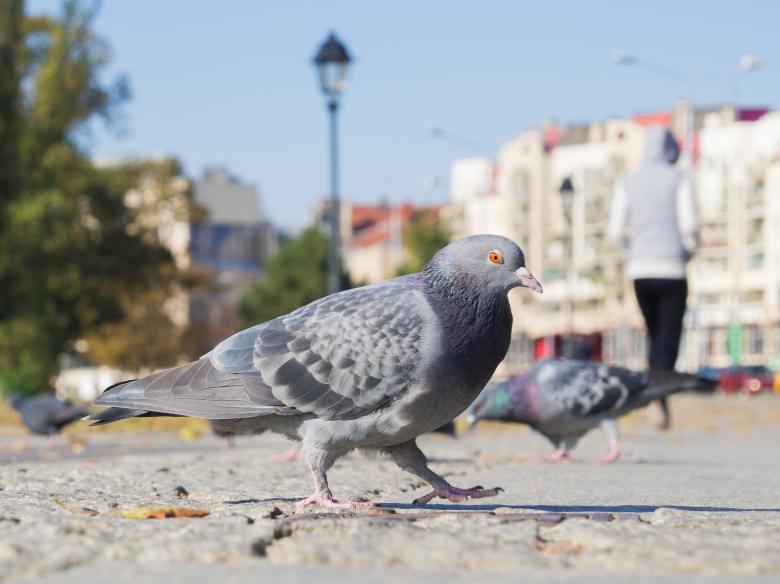 Free stock image of Dove Closeup created by Pixabay