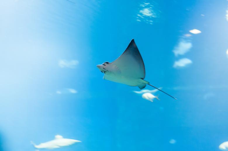 Free stock image of Ray in the Ocean created by Pixabay