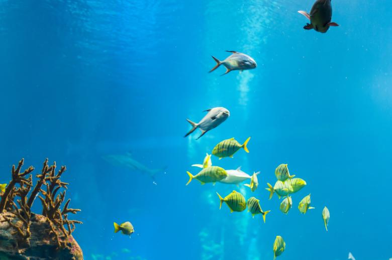 Free stock image of Inside the Ocean created by Pixabay