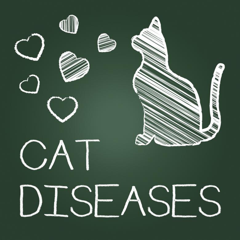 Free stock image of Cat Diseases Indicates Puss Kitten And Kitty created by Stuart Miles