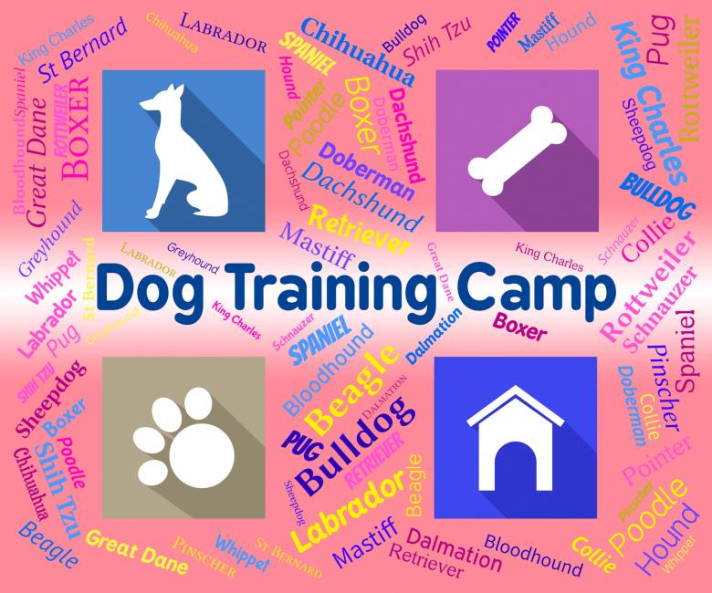 Free stock image of Dog Training Camp Indicates Group Trained And Coaching created by Stuart Miles