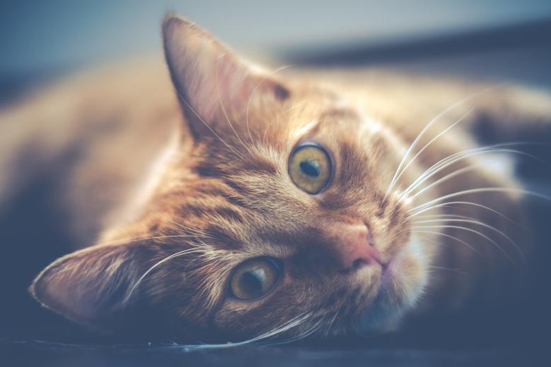 Free stock image of Pet Cat created by Pixabay